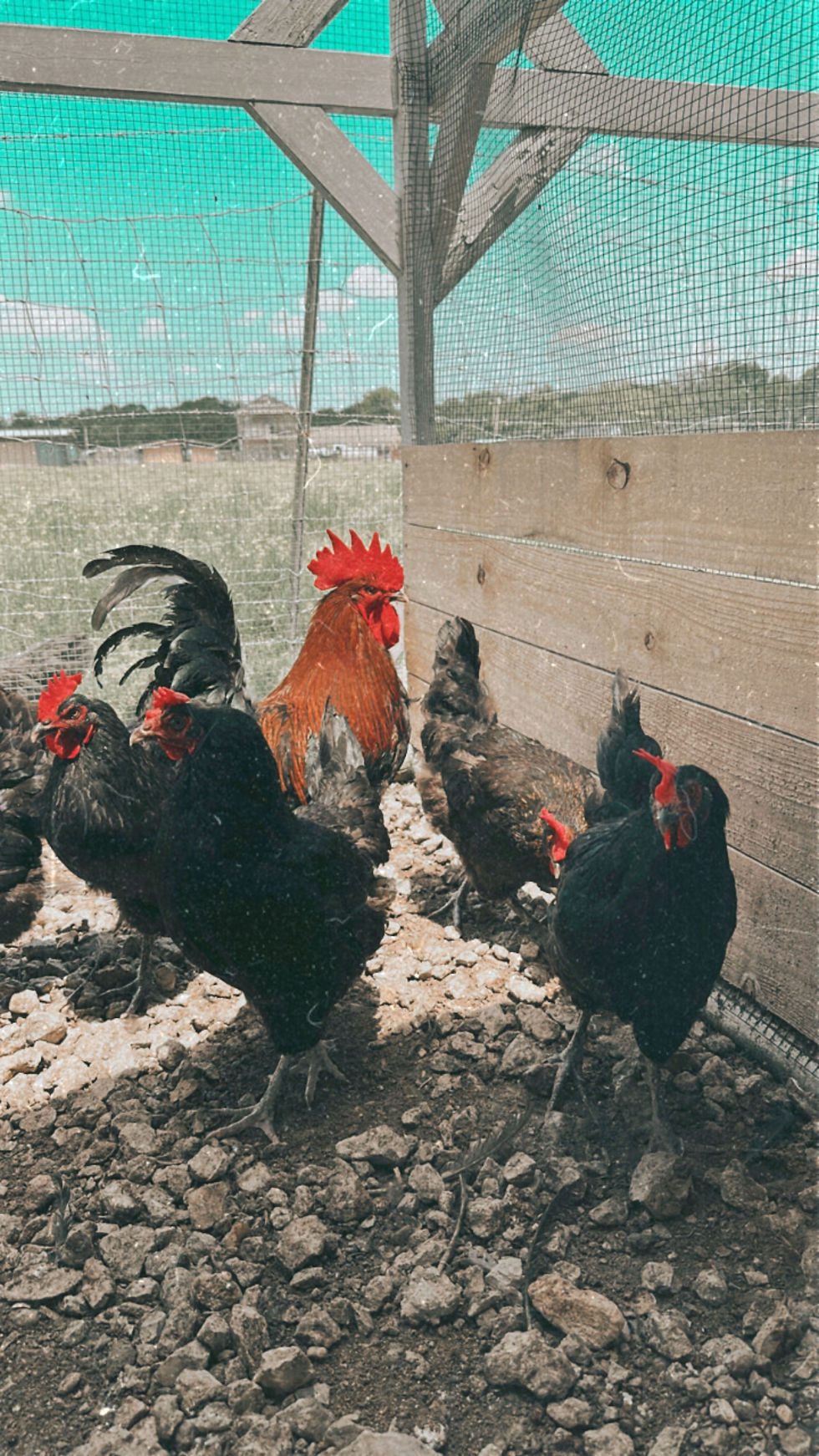 Black Copper Marans