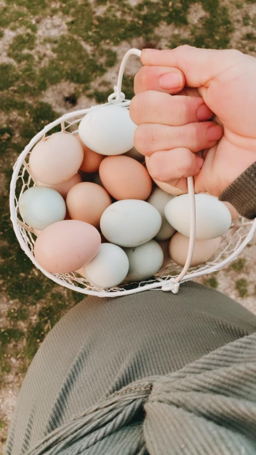 Thumbnail: Variedad de pollos Vivos- colores de huevo mixto