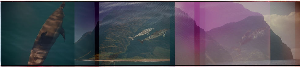 Dolphins on the Napali Coast (Kauai)