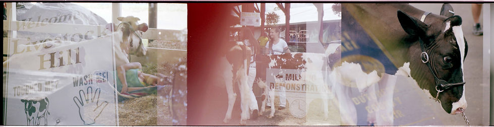 Livestock Hill, Dutchess Cty Fair