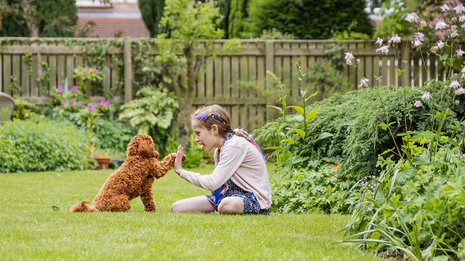 girl-playing-with-dog-1333910718.webp