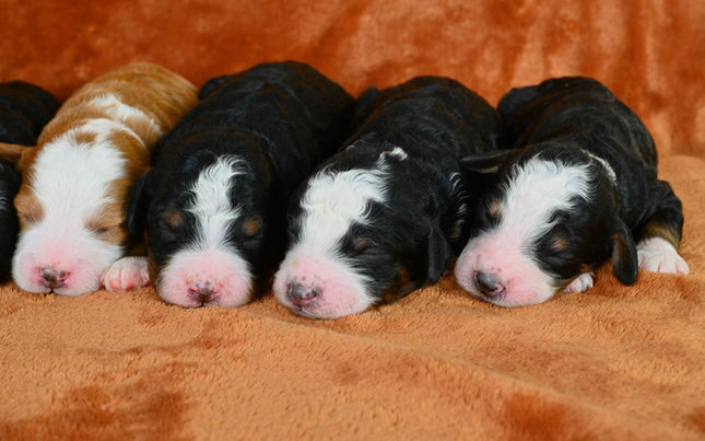 Micro Bernedoodle puppies