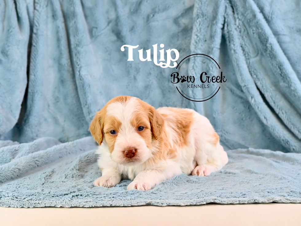 Little Miss's litter of Bow Creek Standard Brittany Spoodle puppies for sale