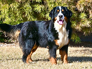 bernedoodle litter coming soon