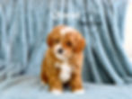 Cavapoo, cavadoodle, cadoodle, cavoodle, cavalier, King Charles cavalier, small poodle mix, poodle m