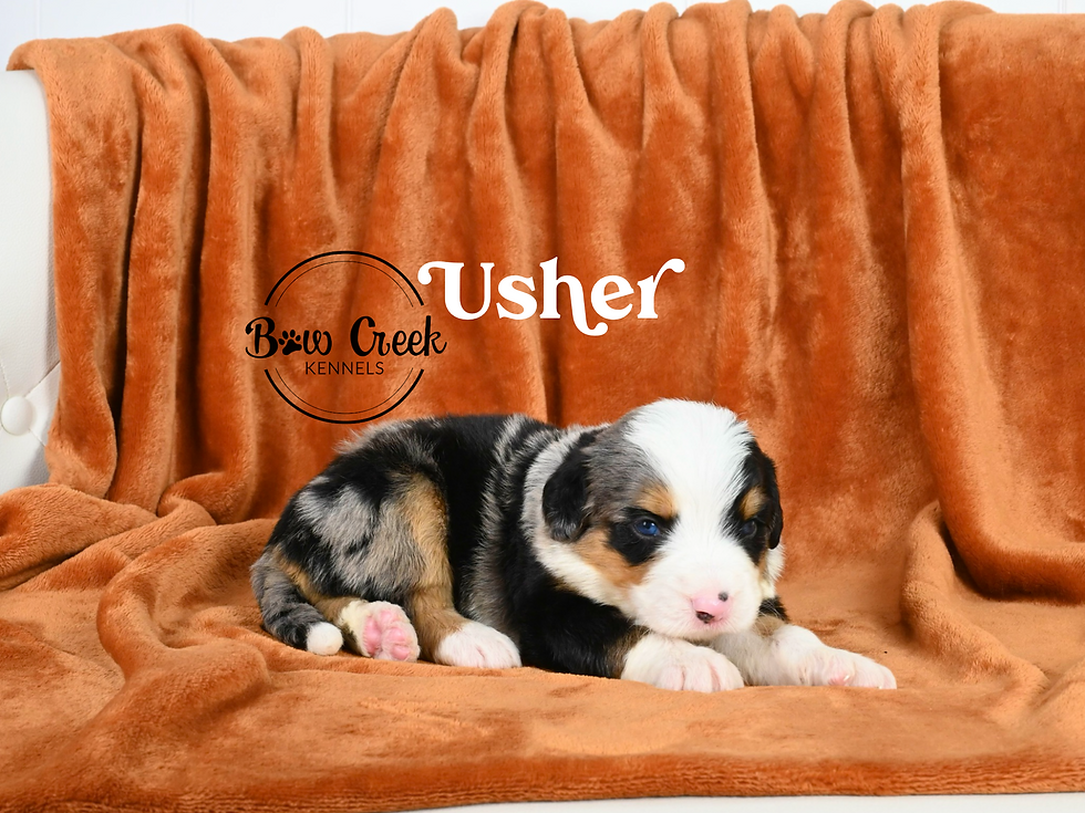 Standard Bernedoodle puppies for sale