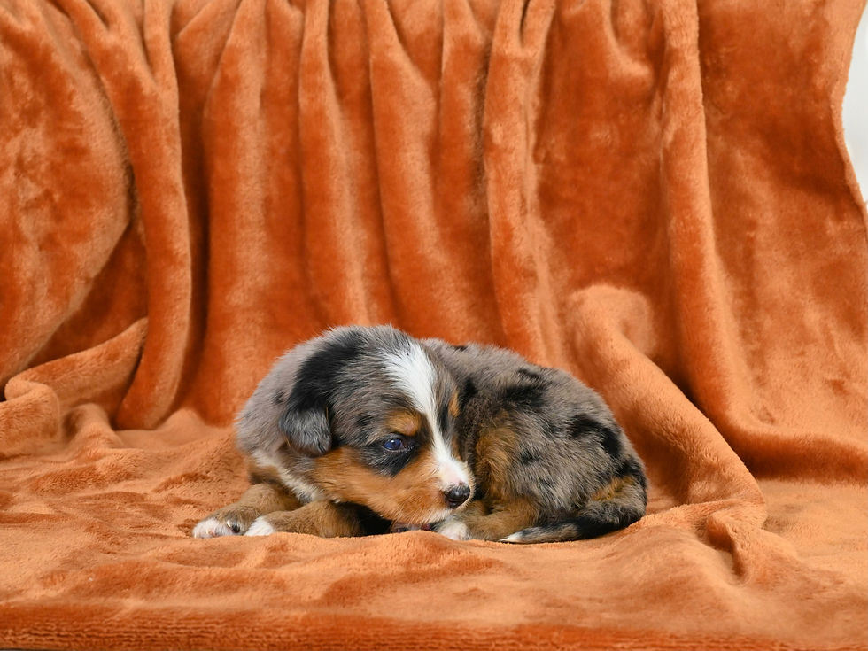 Standard Bernedoodle puppies for sale