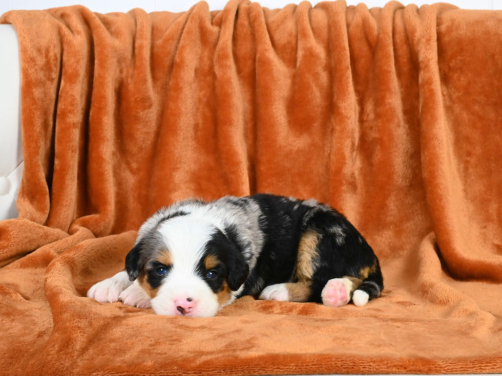 IStandard Bernedoodle puppies for sale