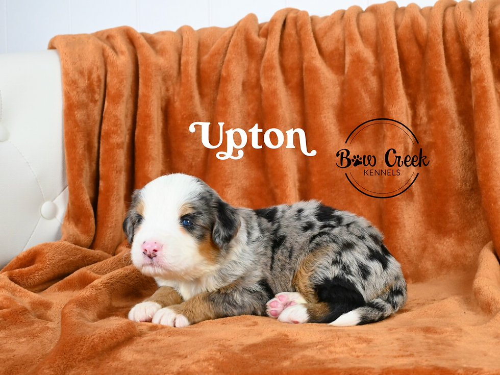 Standard Bernedoodle puppies for sale