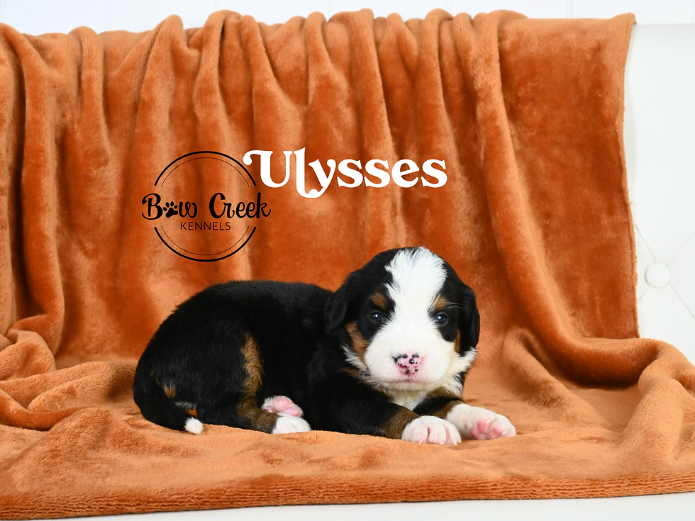 Standard Bernedoodle puppies for sale