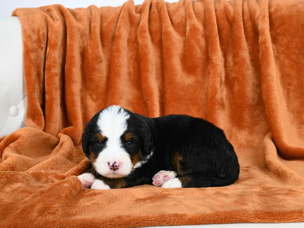 Standard Bernedoodle puppies for sale