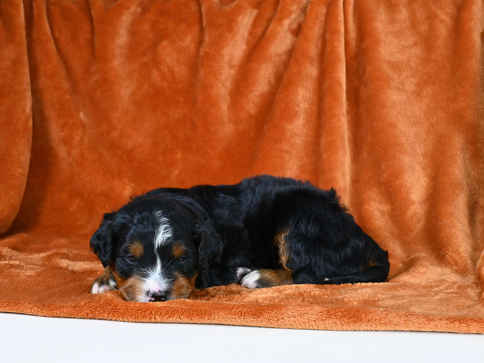 Nala's litter of Bow Creek Mini Bernedoodle puppies for sale