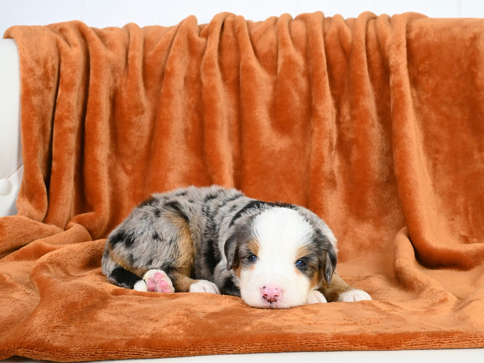 Standard Bernedoodle puppies for sale
