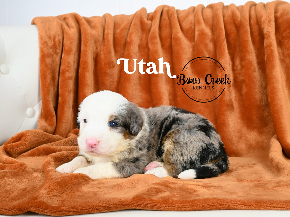 Standard Bernedoodle puppies for sale