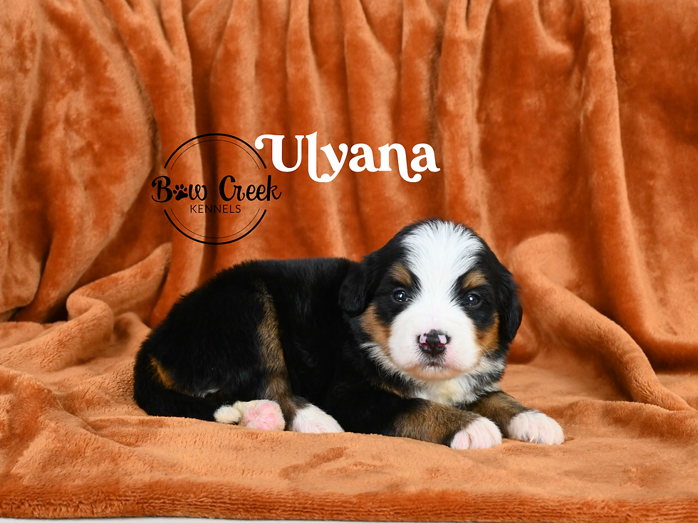 Standard Bernedoodle puppies for sale