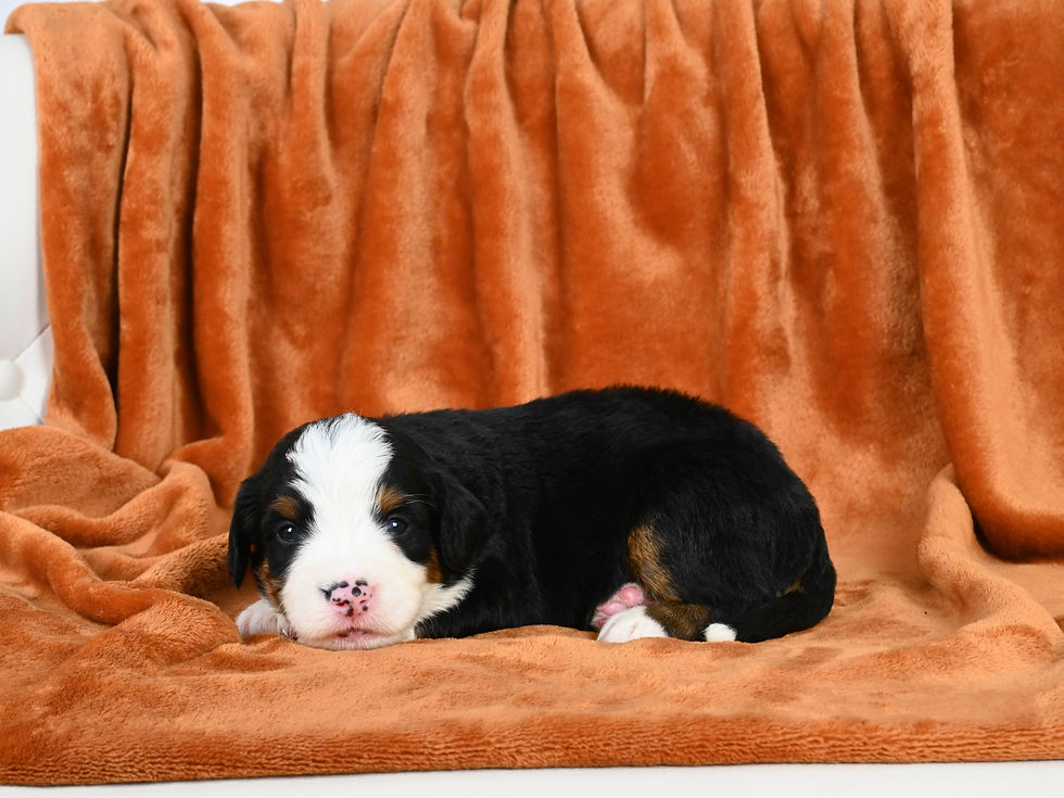 Standard Bernedoodle puppies for sale