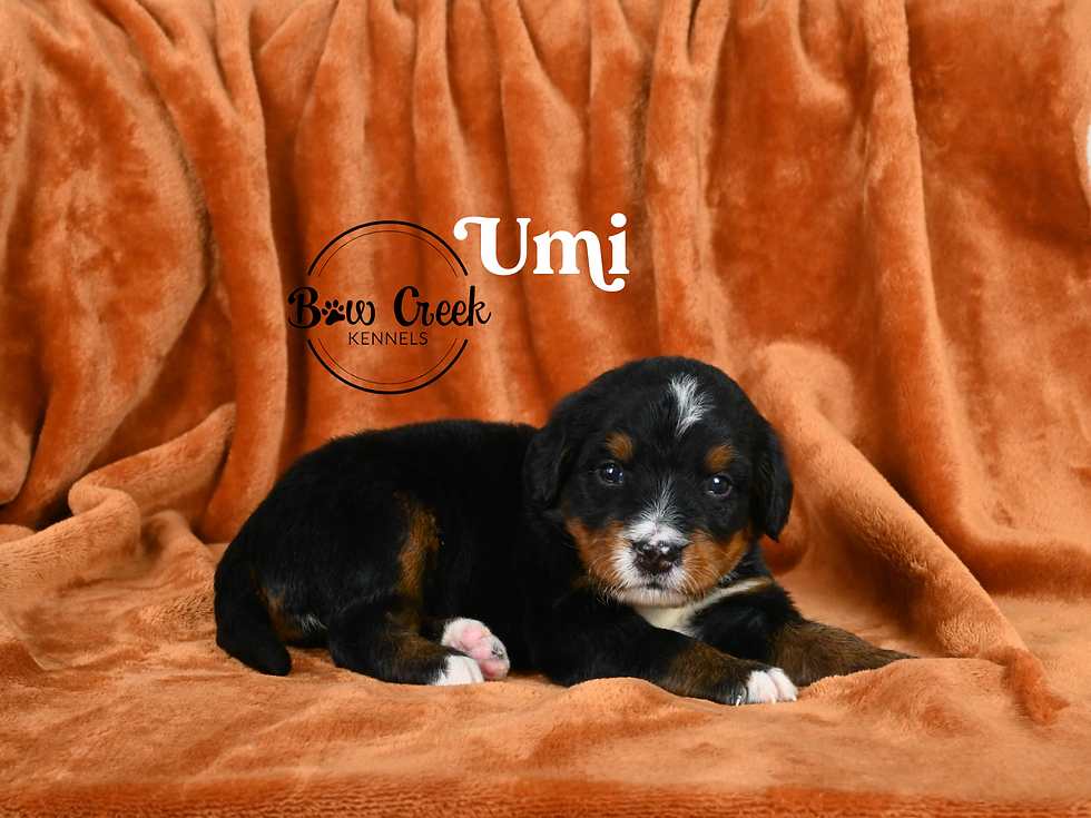 Standard Bernedoodle puppies for sale