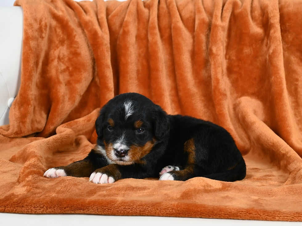 Standard Bernedoodle puppies for sale