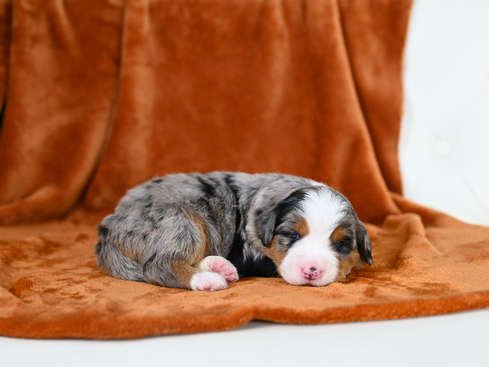 Heavenly's litter of Bow Creek Standard Bernedoodle puppies for sale
