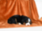 Nala's litter of Bow Creek Mini Bernedoodle puppies for sale