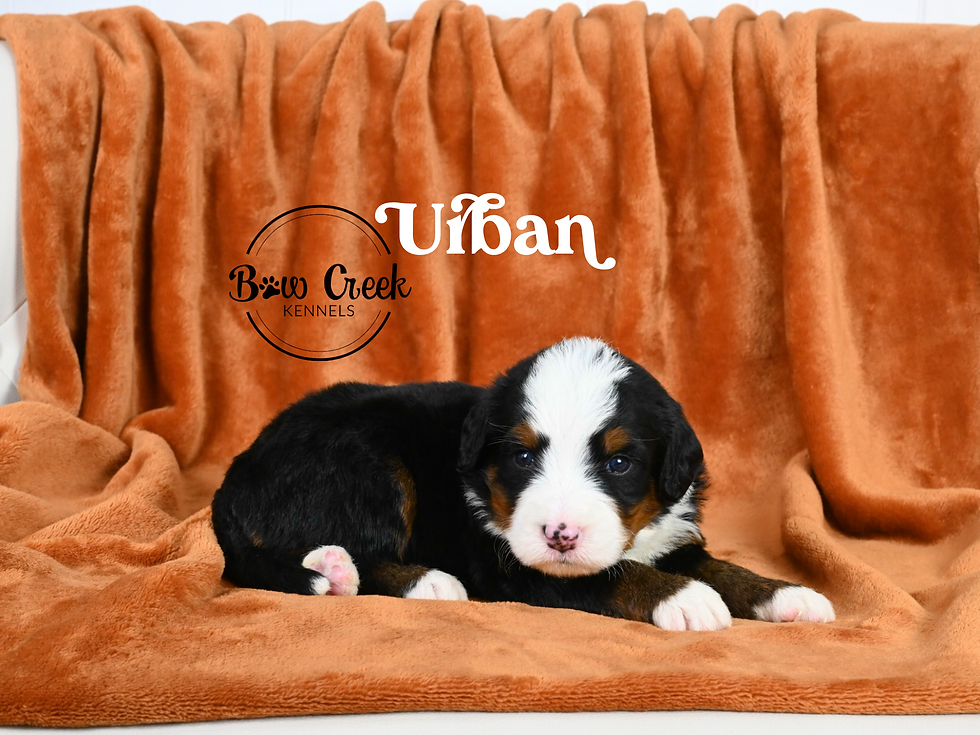 Standard Bernedoodle puppies for sale