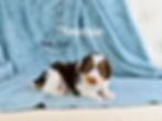 Little Miss's litter of Bow Creek Standard Brittany Spoodle puppies for sale