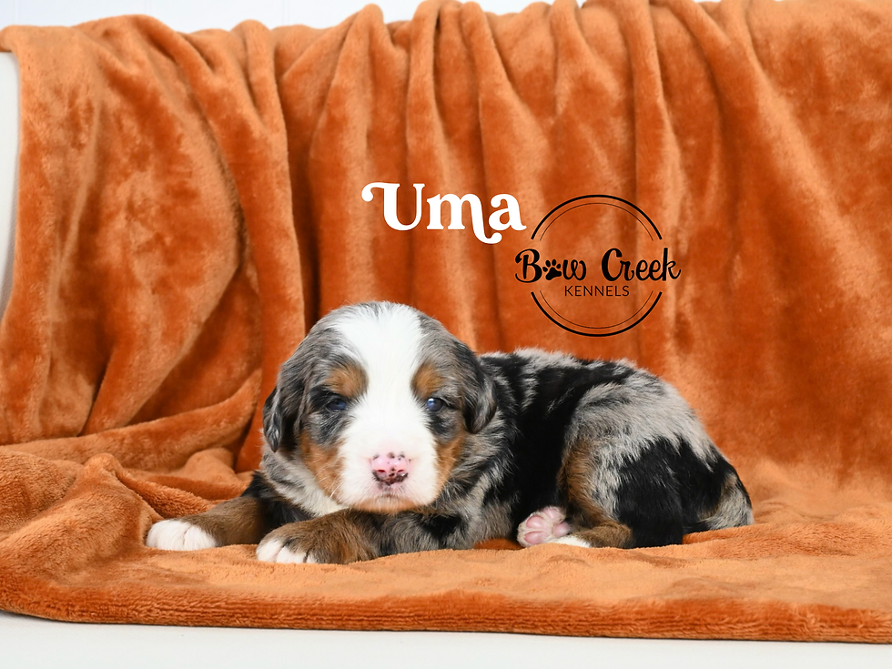 Standard Bernedoodle puppies for sale