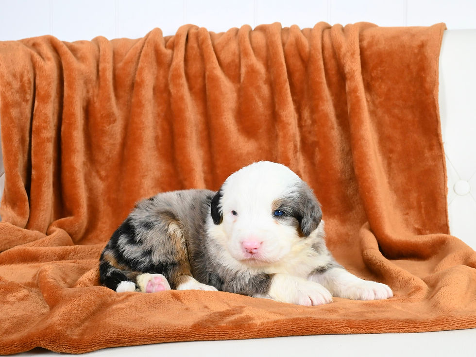 Standard Bernedoodle puppies for sale