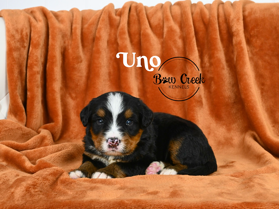Standard Bernedoodle puppies for sale