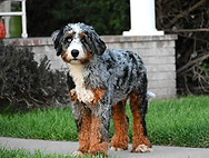 bernedoodle litter coming soon