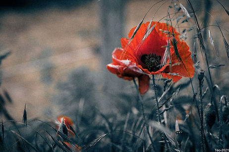 vivre-et-agir-coquelicot.jpg