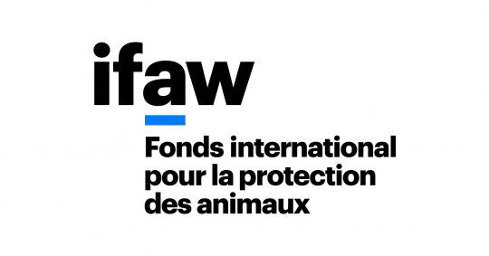 logo ifaw