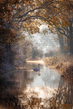 Swan in the dawn frost, Ashleworth Ham, portrait