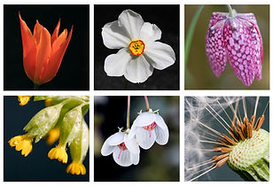 Beautiful Botanics.jpg