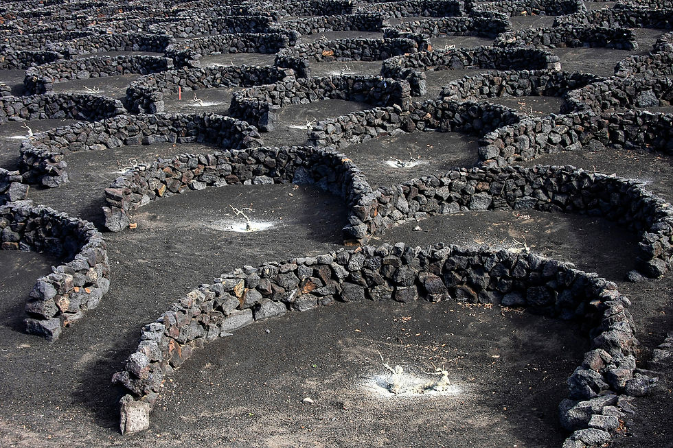 Vines, Lanzarote
