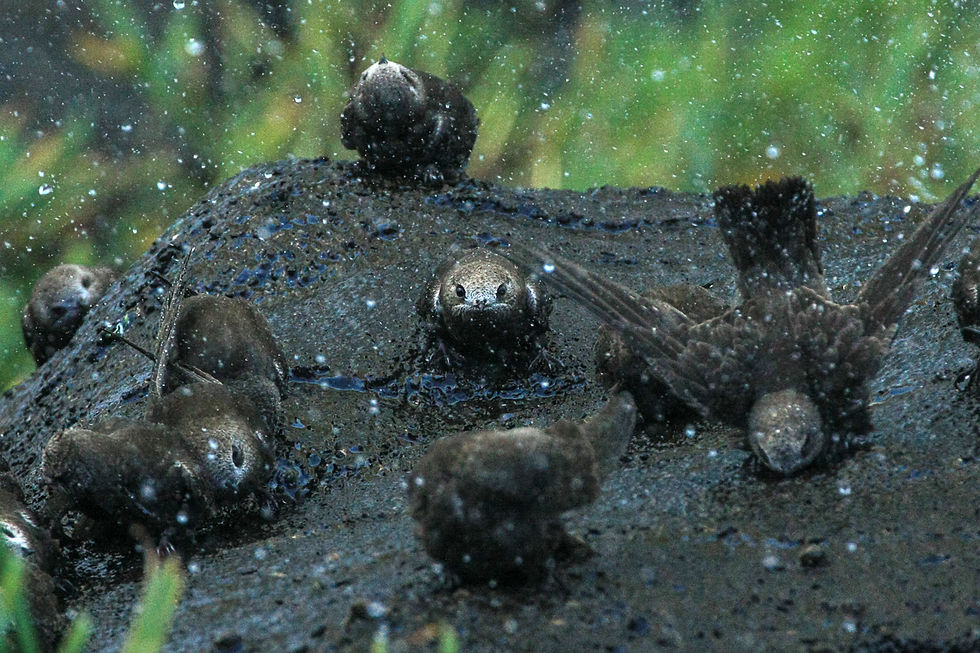 Great Dusky Swifts, Iguassu Falls