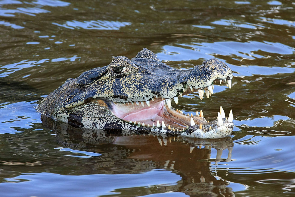 Yacare Caiman, Pantanal
