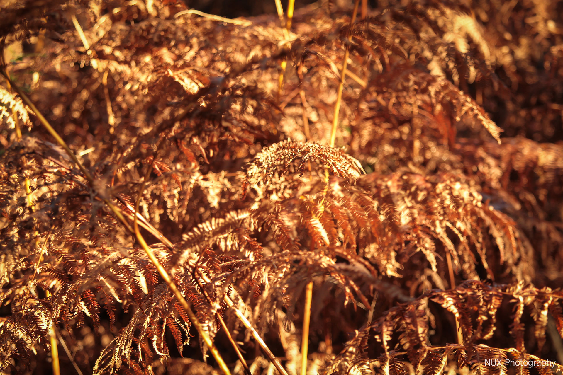 AUTUMN LEAVES wm (1 of 34)