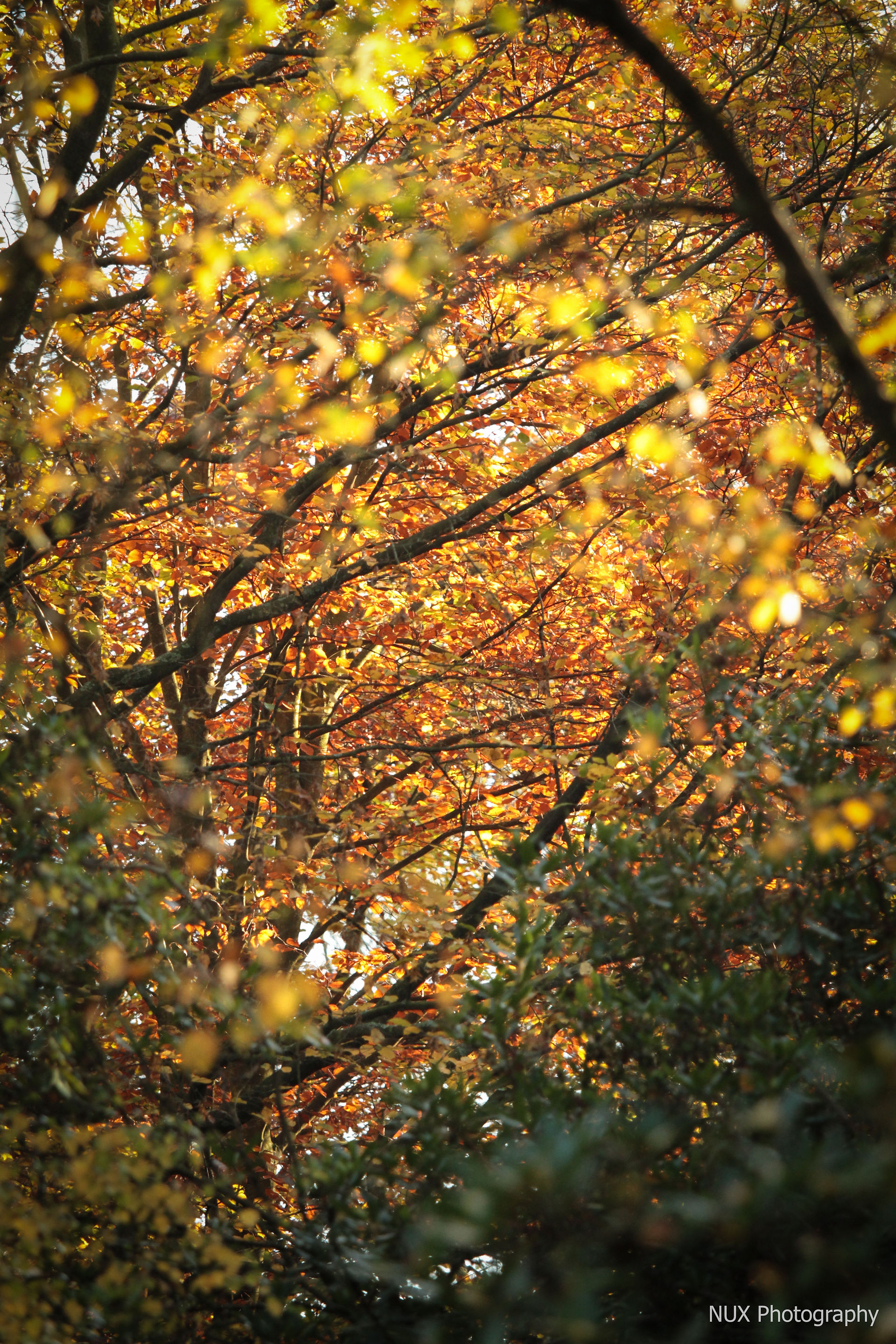 AUTUMN LEAVES wm (34 of 34)