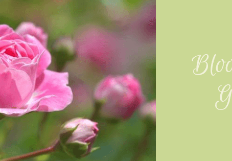 Bloom and Grow