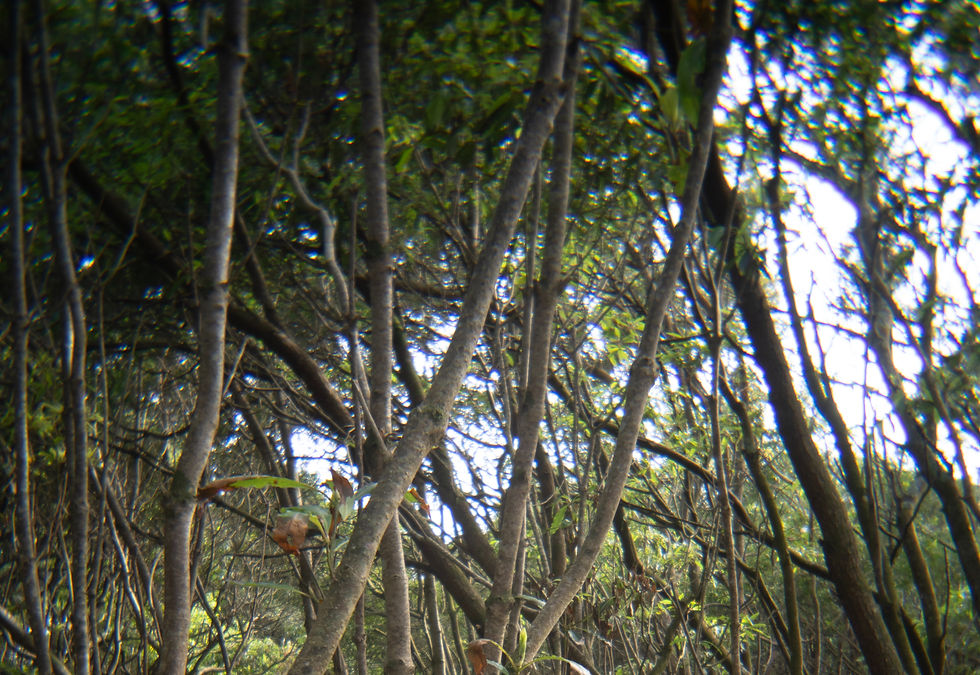 DSC09384 copy (1)_edited.jpg