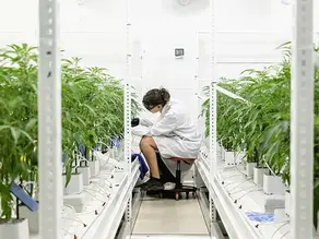 Cannabis Without THC: The Discovery That Could Transform Chronic Pain Treatment