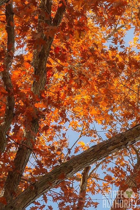 white-oak-fall.jpg