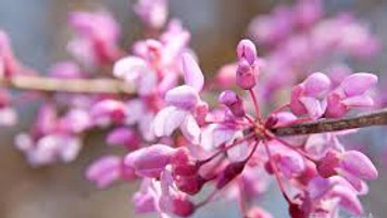 Eastern redbud close up.jpg
