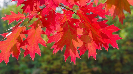 red_oak_leaf.jpg