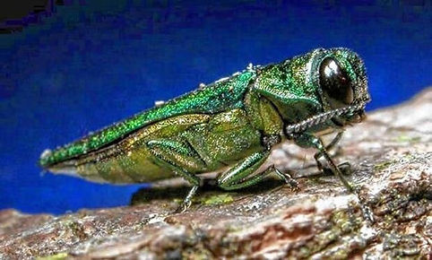 Adult emerald ash borer_photo.jpg