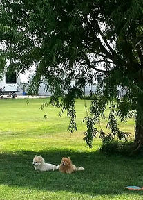 Best-rv-park-odessa-tx-dogs-pets-grass-t
