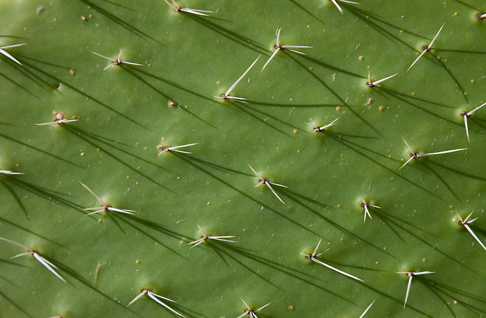 011658780-cactus-texture.jpeg