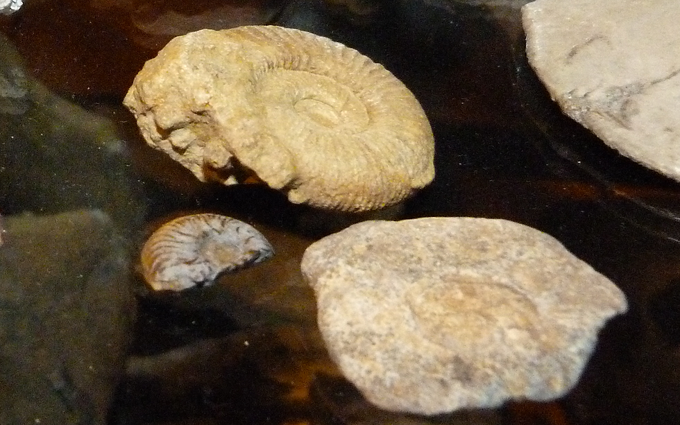 ammonites