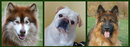 website collage header.png